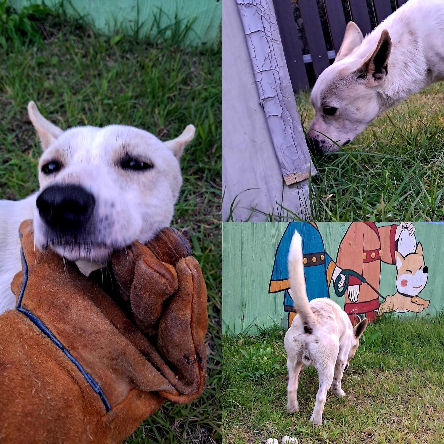 보호중 믹스견의 가…